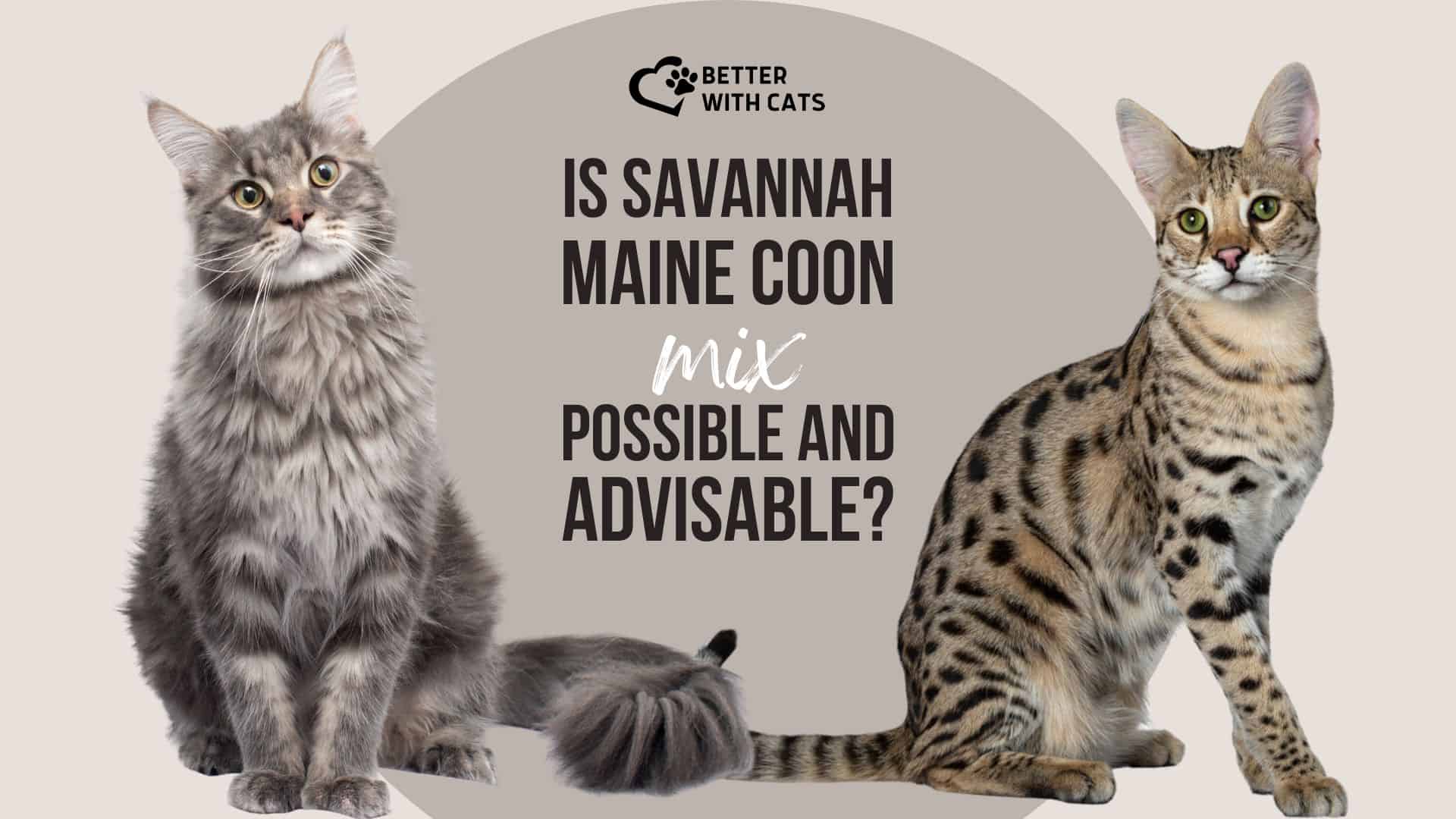 savannah maine coon mix