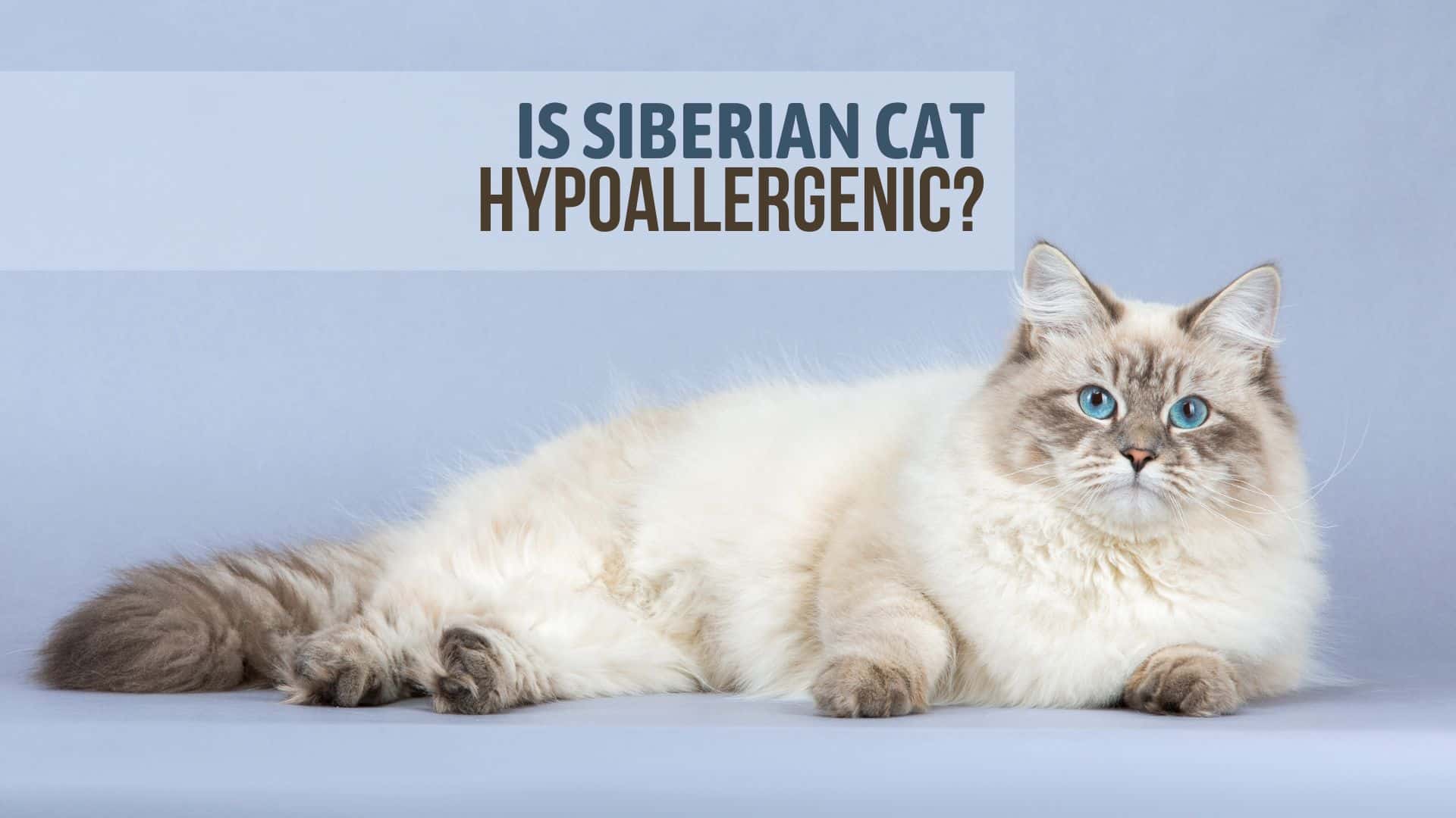 is siberian cat hypoallergenic