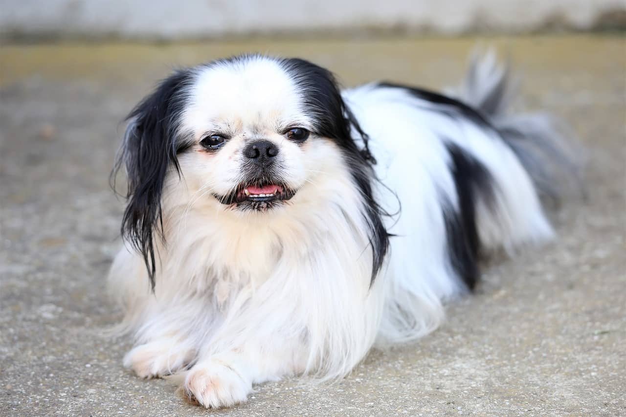 Japanese Chin laying on the ground