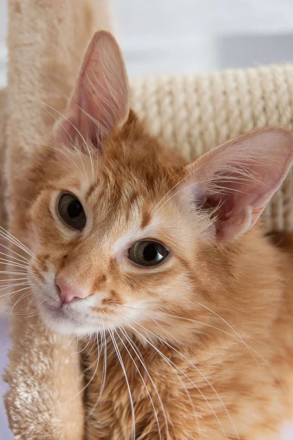 Javanese cat breed with large ears