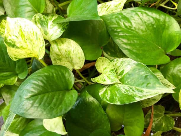 Jessenia Pothos