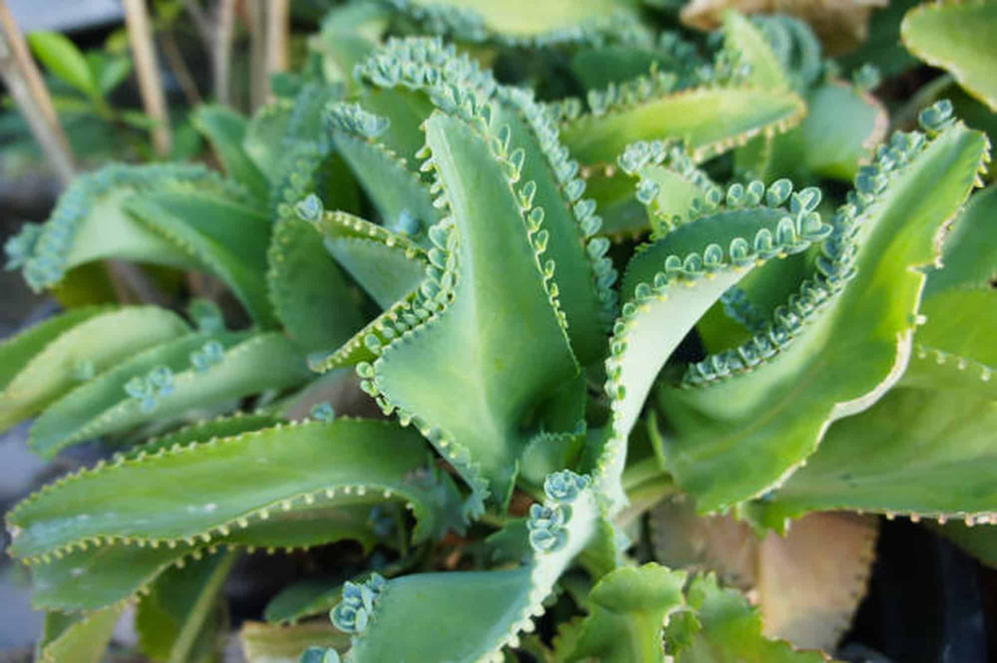 Kalanchoe Pinnata