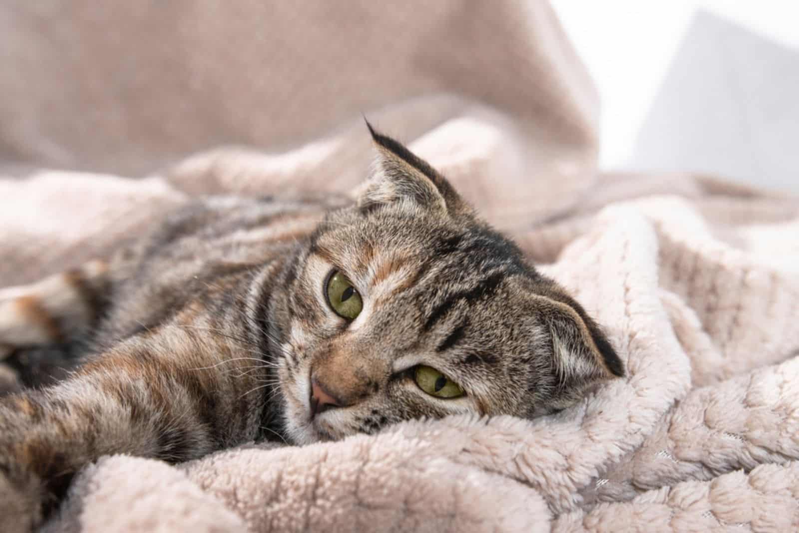 a sick cat lies wrapped in a blanket