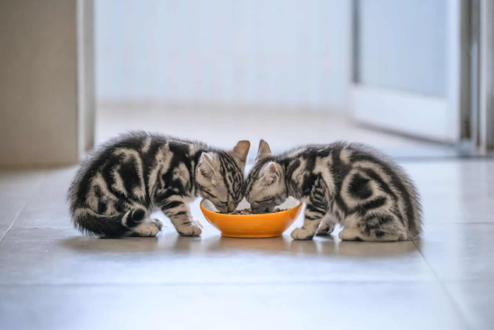 two cute kittens eating from a bowl