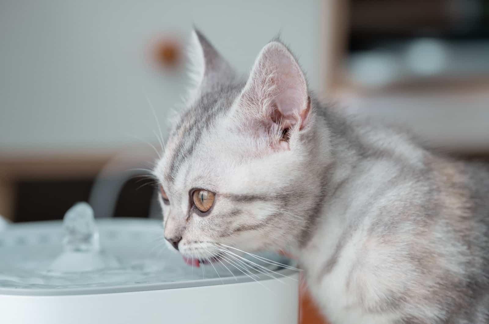 Kitten drinking water