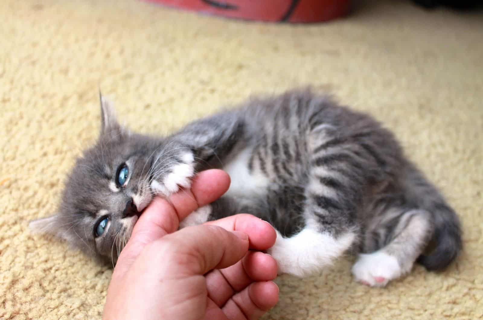 Kitten eating human finger