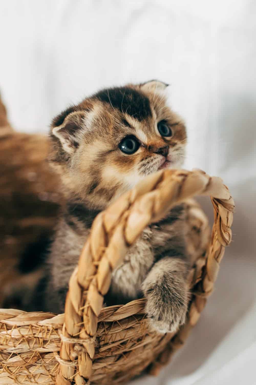 Kitten in a basket