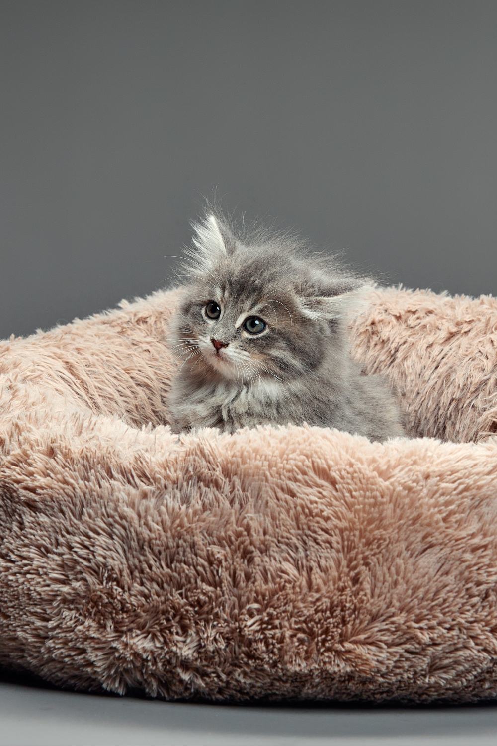 Kitten in a bed