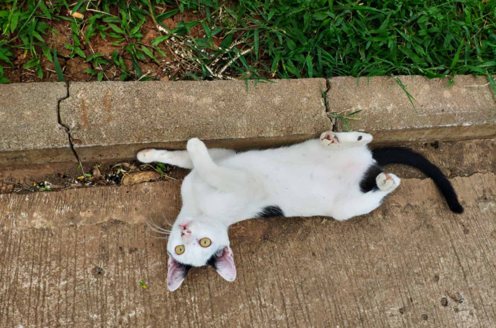 Kitten play while lying down