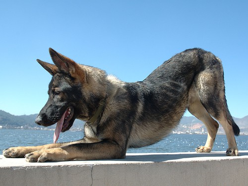 Chinese Wolfdog on Roof Ledge