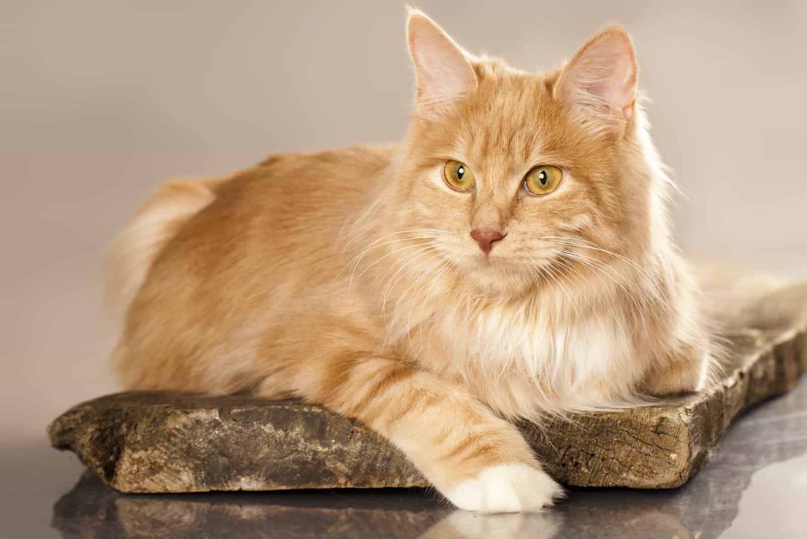 Kurilian Bobtail cat resting on a wooden surface