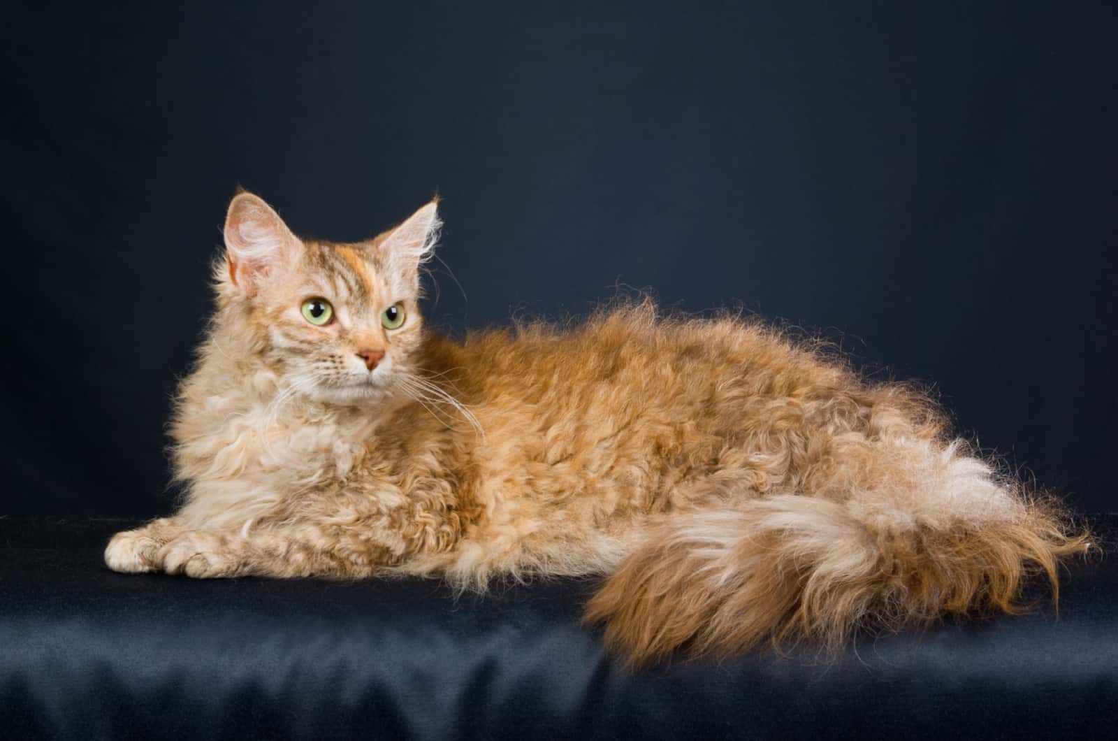 LaPerm cat with bushy tail