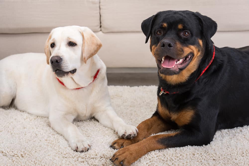 White labrador and black rottweiler are lying on the floor.