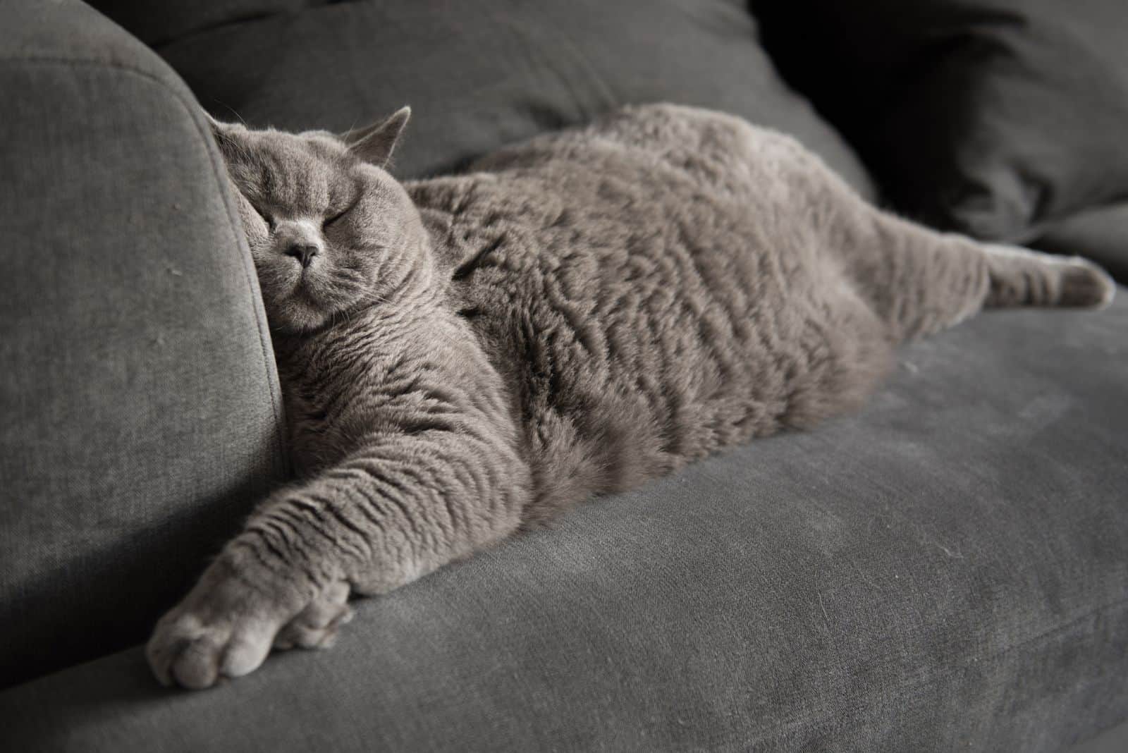 Lazy British Short Hair cat sleeping on a couch