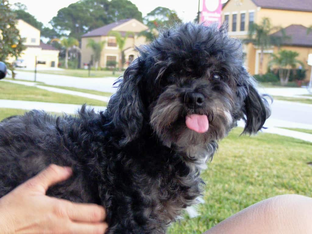 Black Lhasa Poo sticking its tongue out