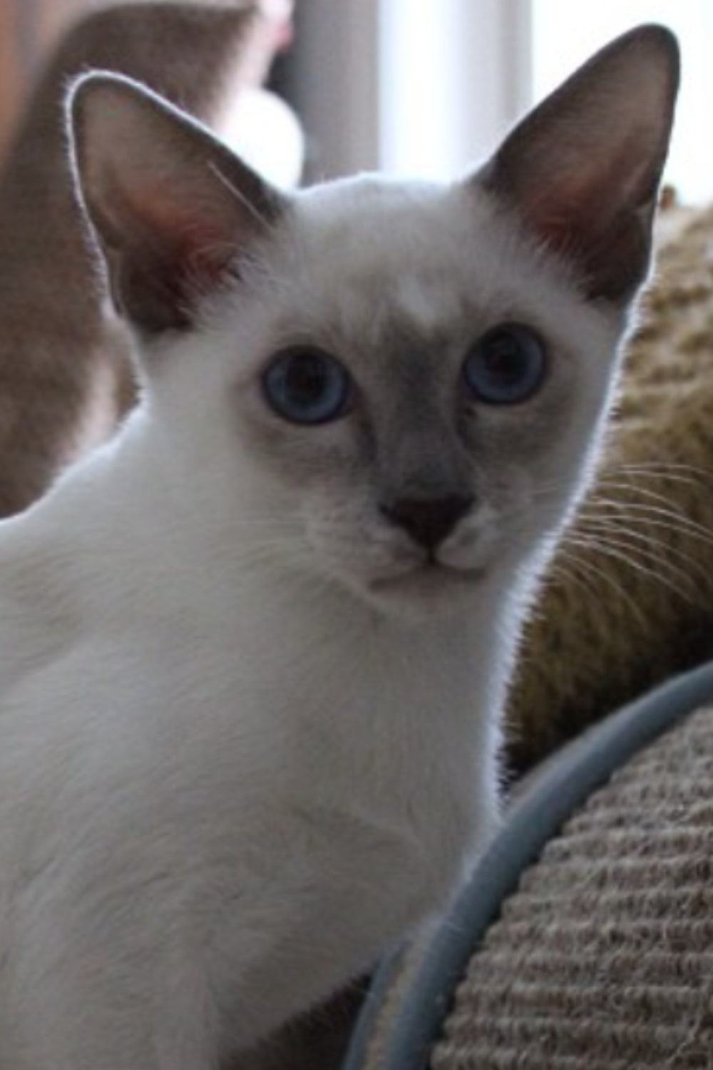 Lilac Point Snowshoe cat