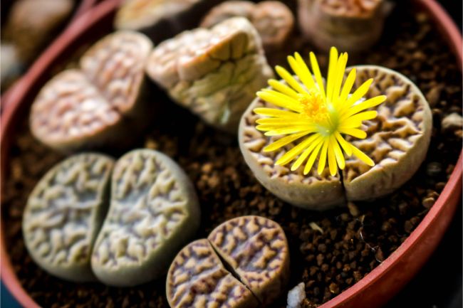 lithops living stones unusual houseplants