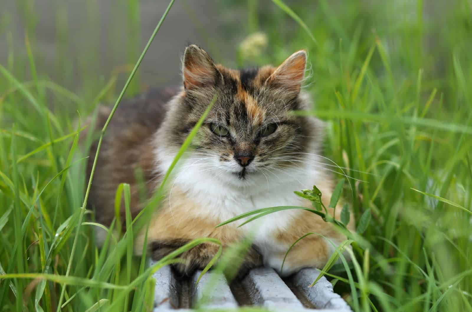 Long-Haired Calico Cat -