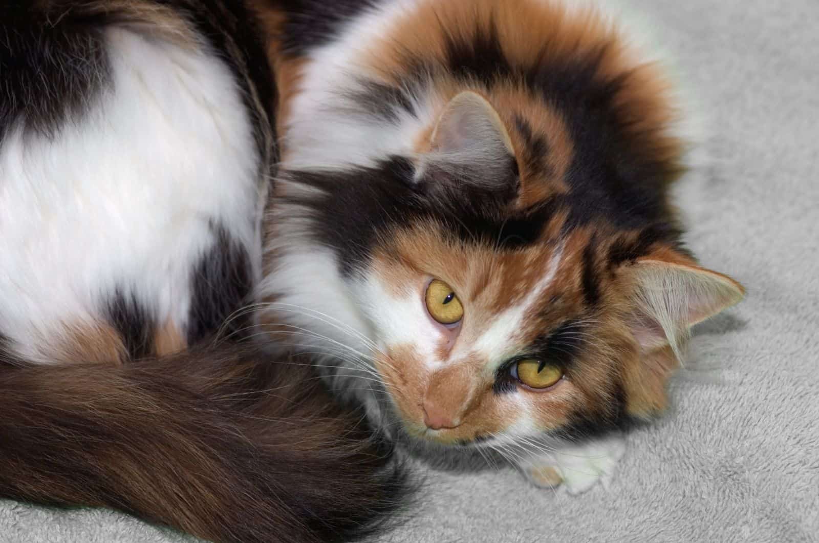 Long-Haired Calico Cat on bed