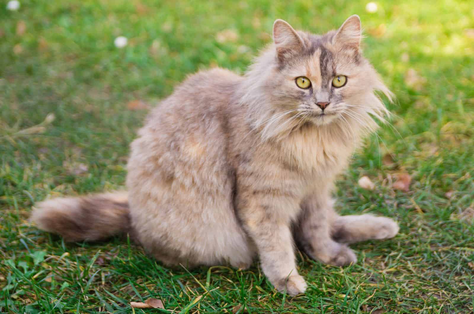 Long-Haired Calico Cat sitting outside