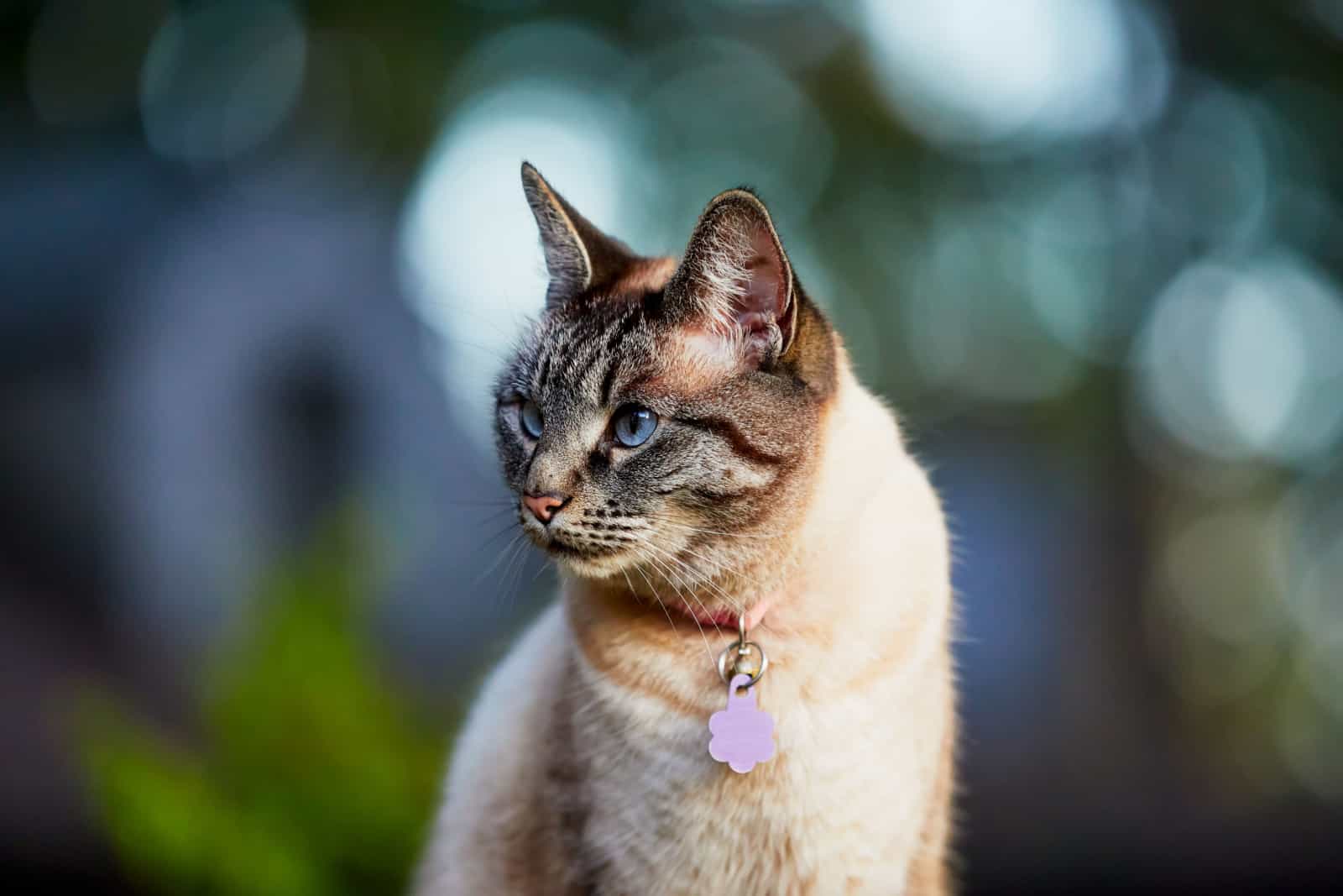 lynx point siamese cat