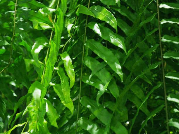 Macho Ferns Leaves