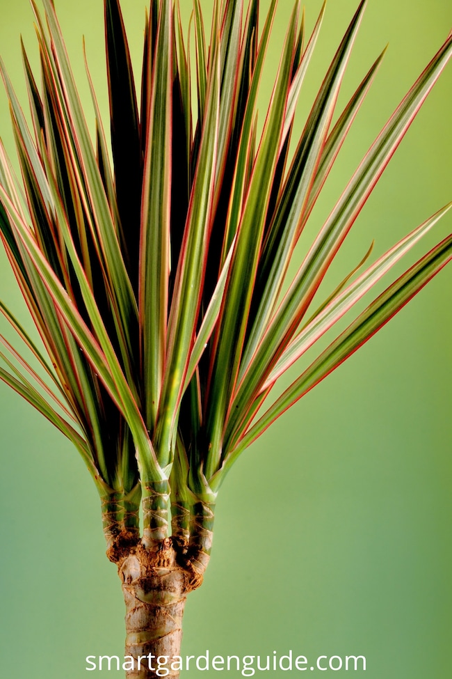 madagascar dragon tree care dracaena marginata