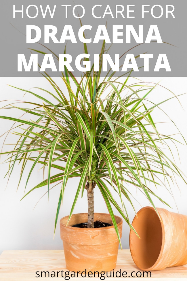 madagascar dragon tree care dracaena marginata