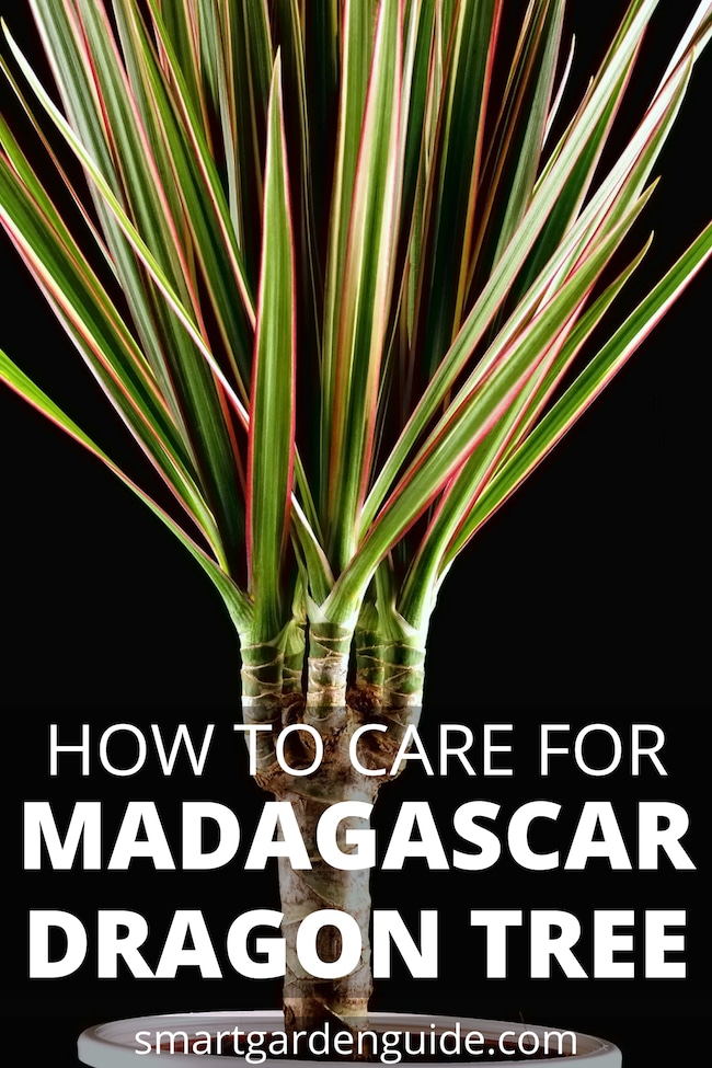 madagascar dragon tree care dracaena marginata