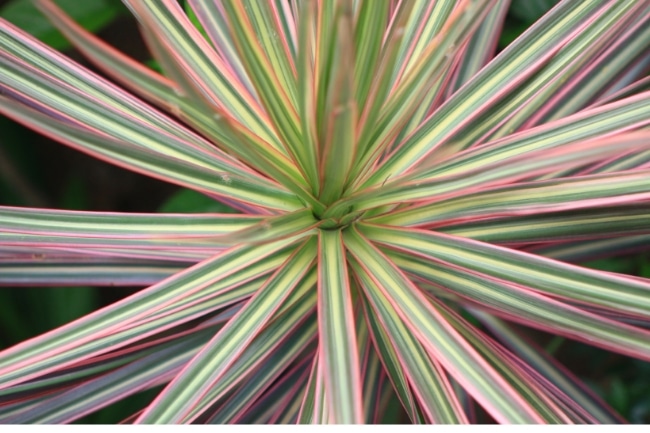 madagascar dragon tree care dracaena marginata