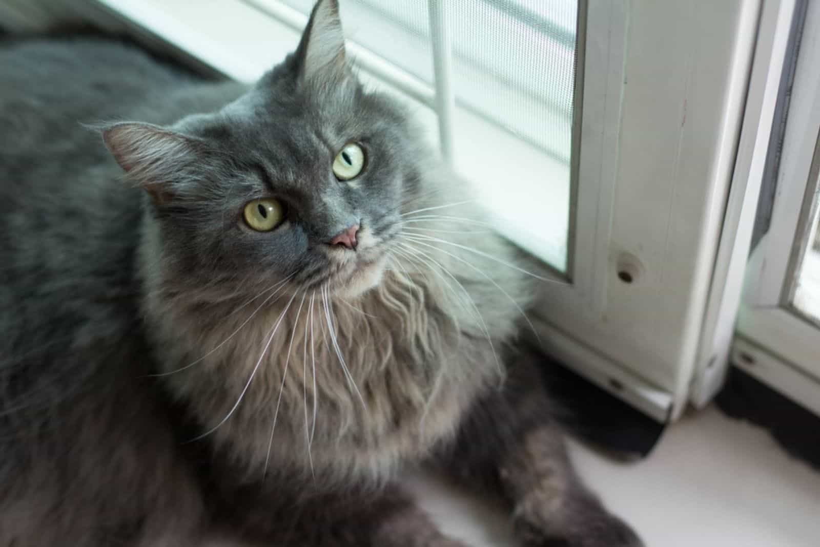 Main Coon with Persian Mixed breed cat