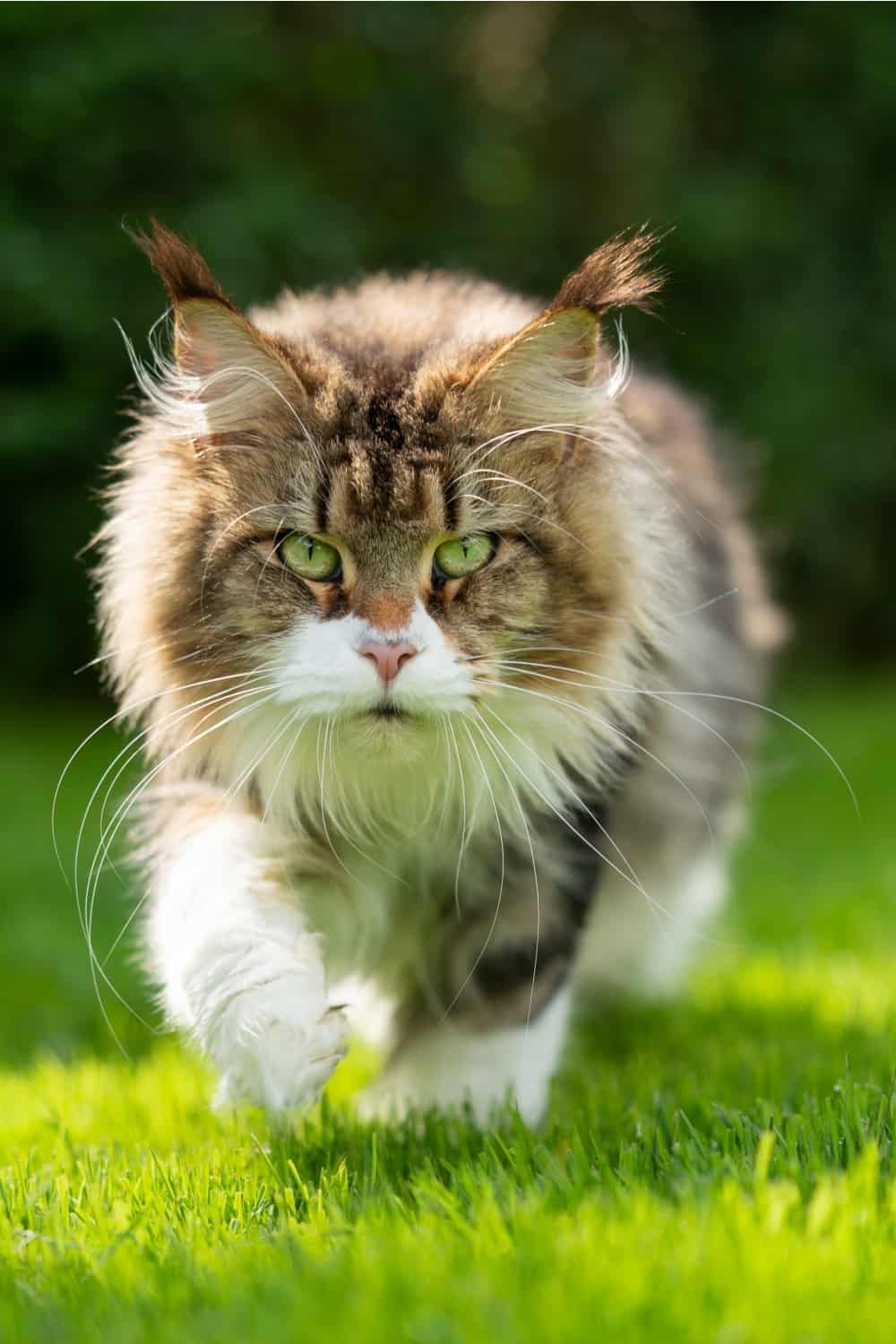 Maine Coon Cat Running