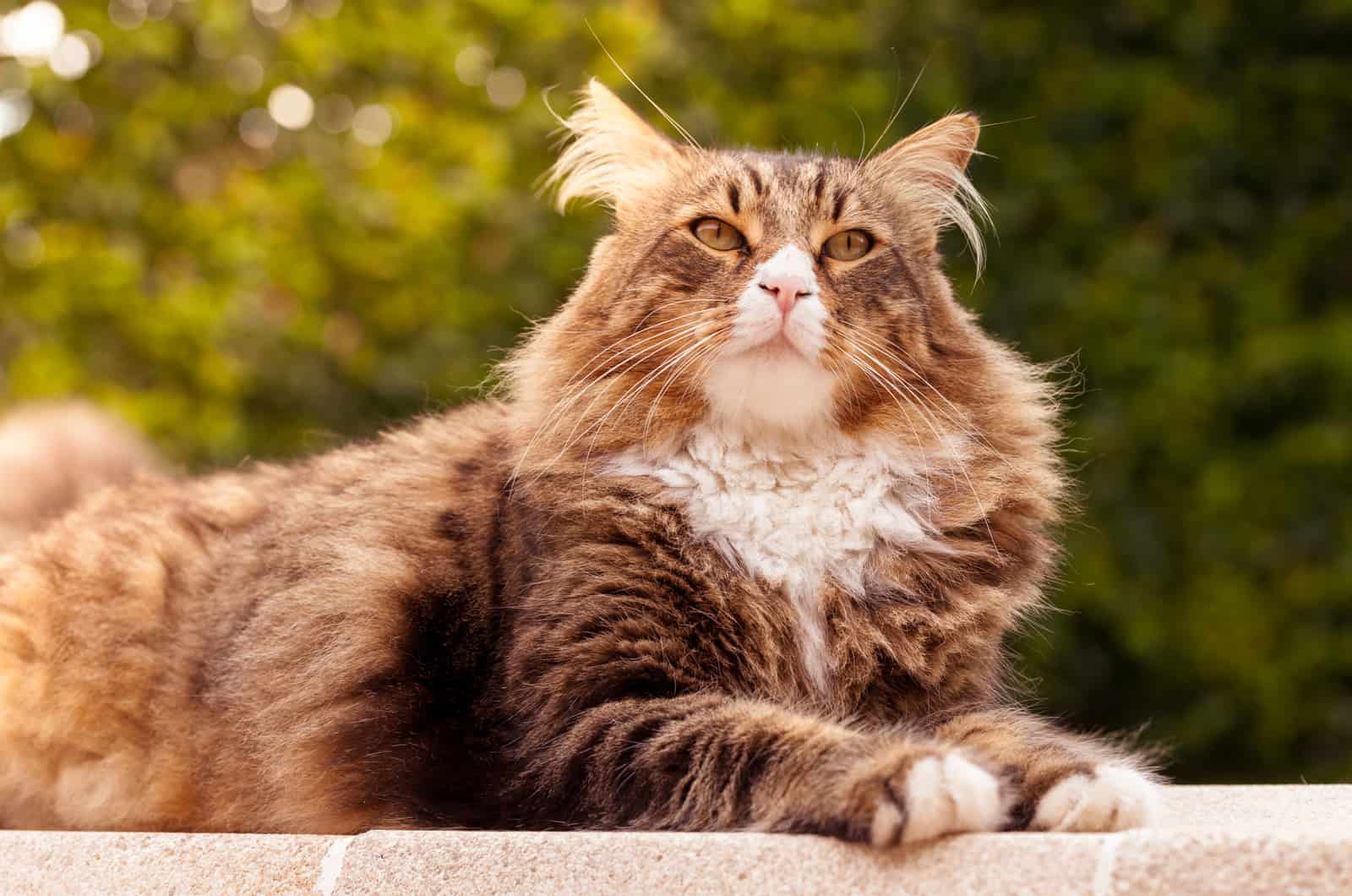 Maine Coon sitting outside