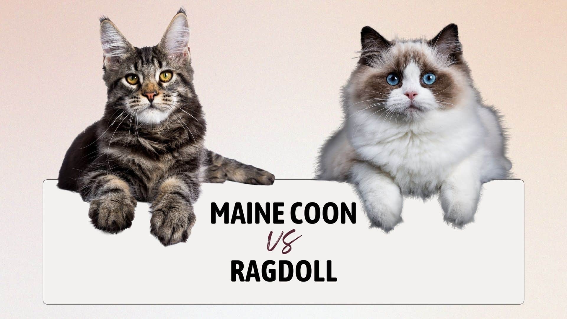 maine coon and ragdoll cat