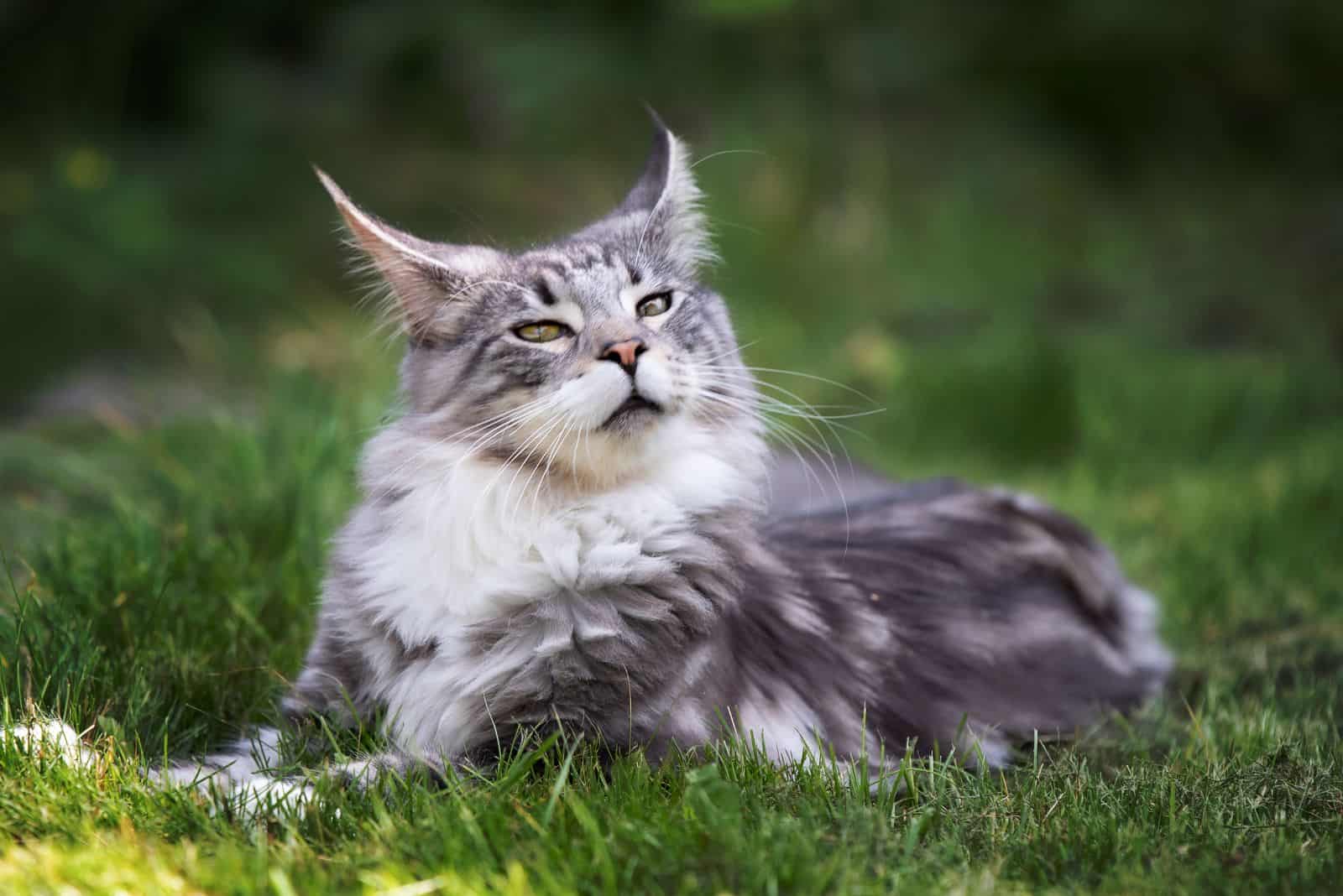 Maine Coon cat enjoys lying on the grass