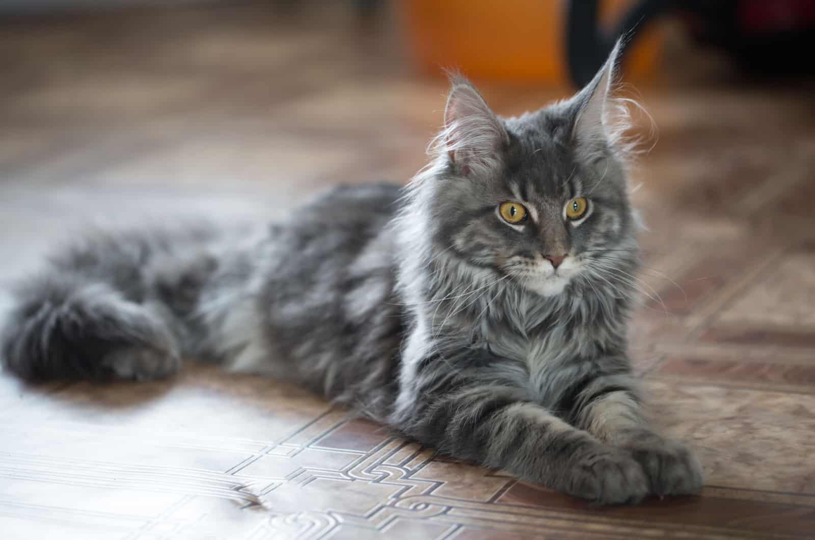 Maine Coon cat laying on a floor