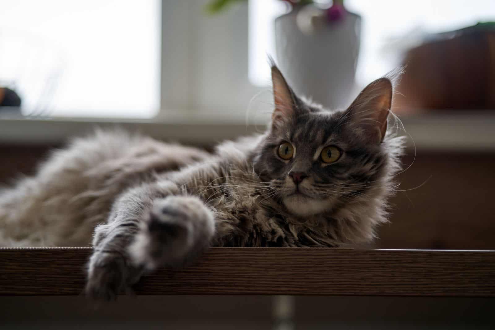 Maine Coon cat lies on a wooden table