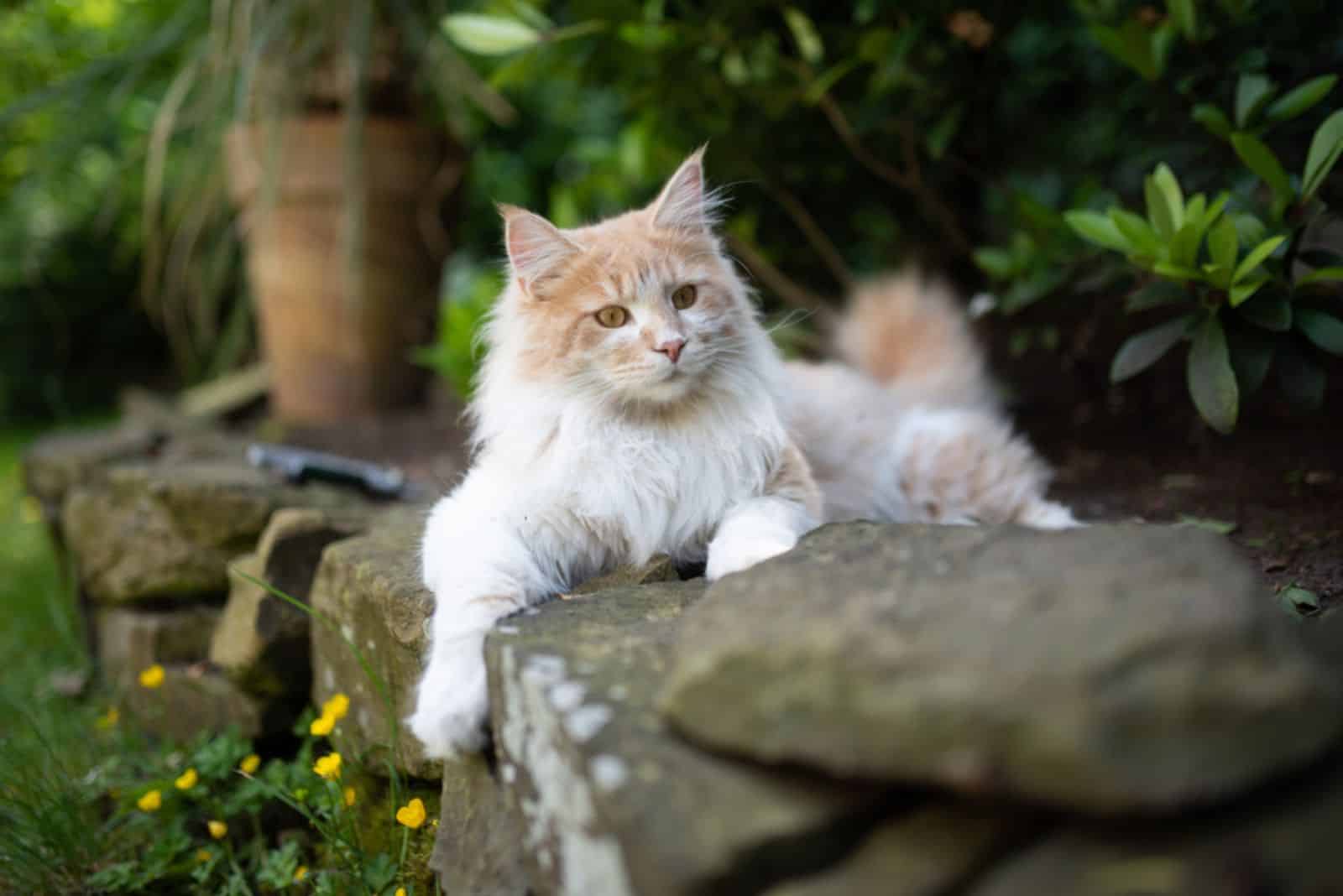 Maine Coon cat lying on a stone