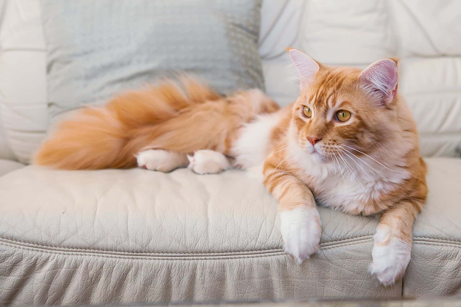 Maine Coon cat lying on the couch