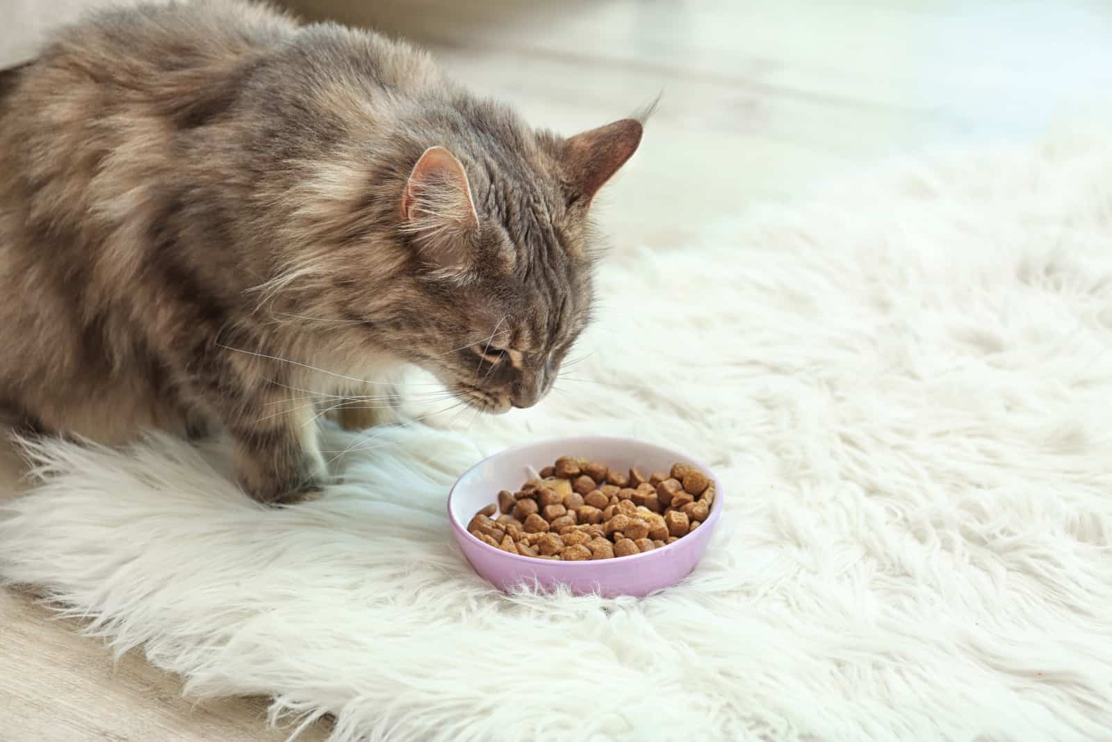 Maine Coon cat near bowl of food on fluffy rug at home