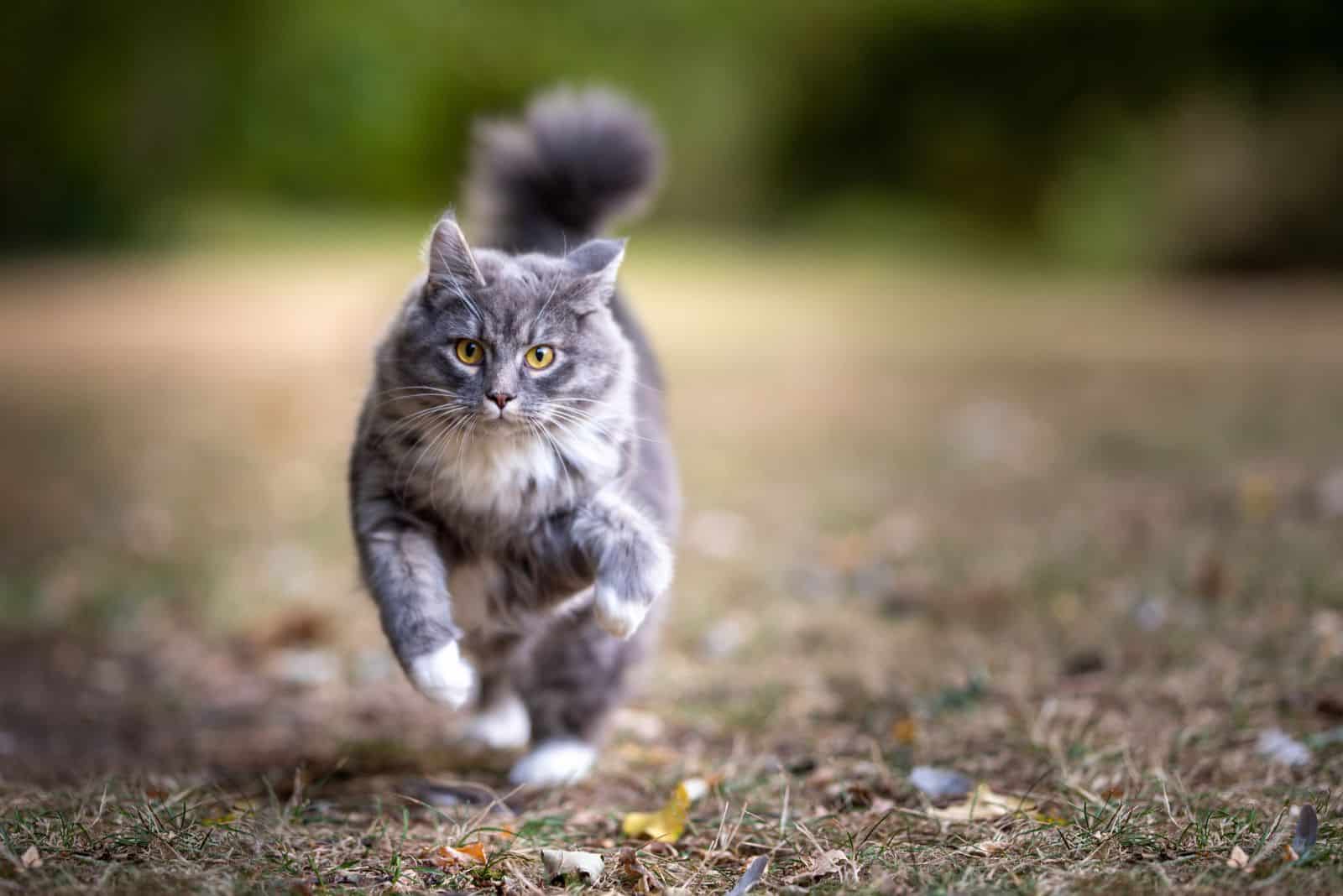 Maine Coon cat running through the forest