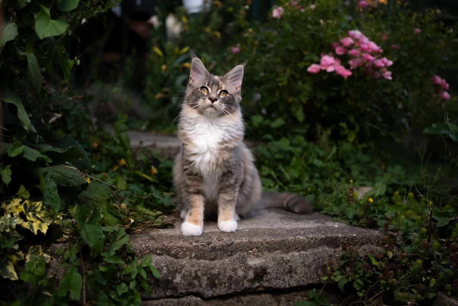 Maine Coon cat sitting on a stone slab