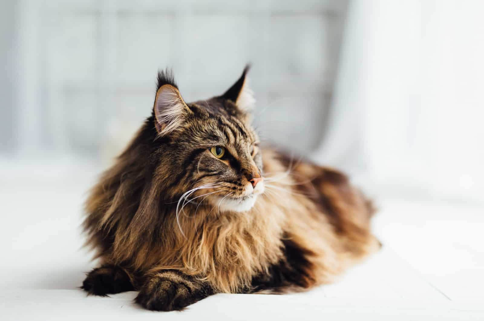 Maine Coon cat