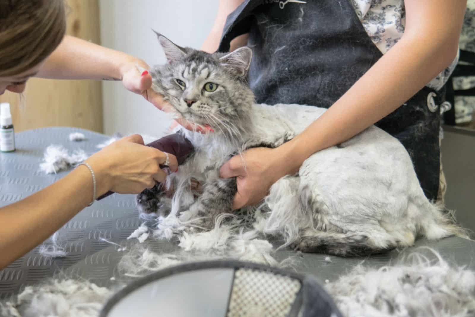 Maine Coon getting a haircut