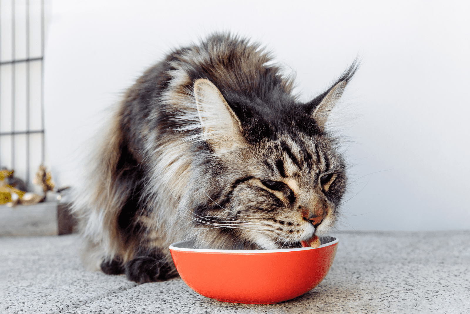 Maine Coon kitten eats from a bowl