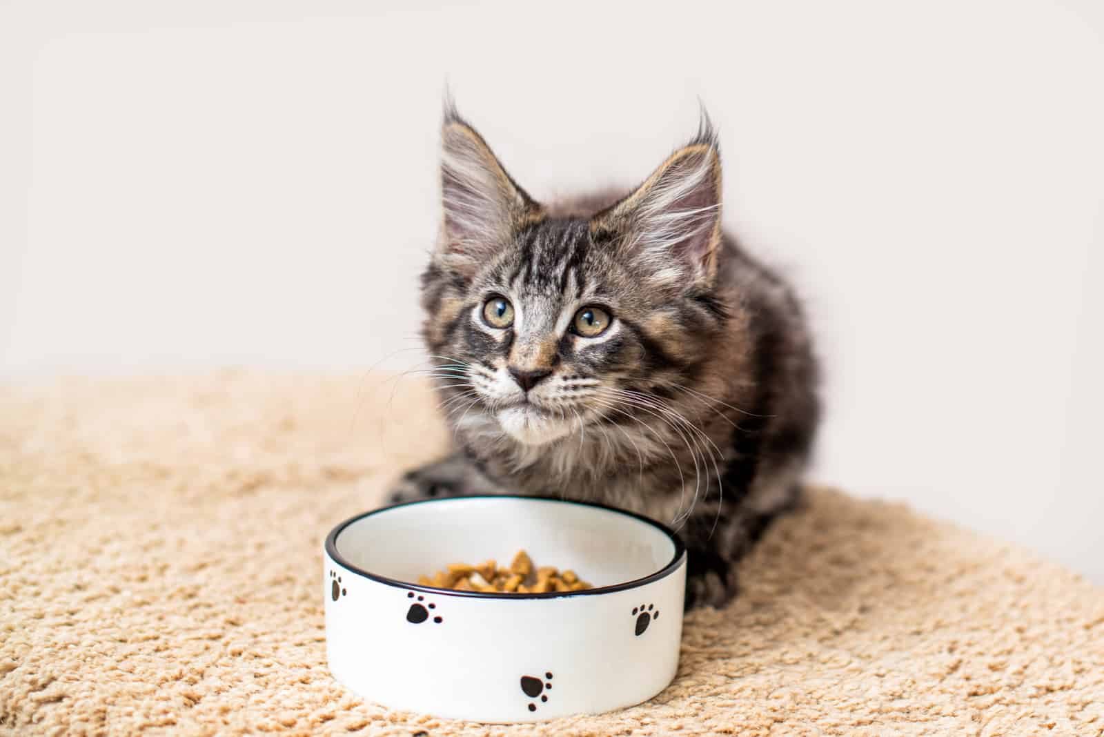 Maine Coon kitten sits in front of a food bowl