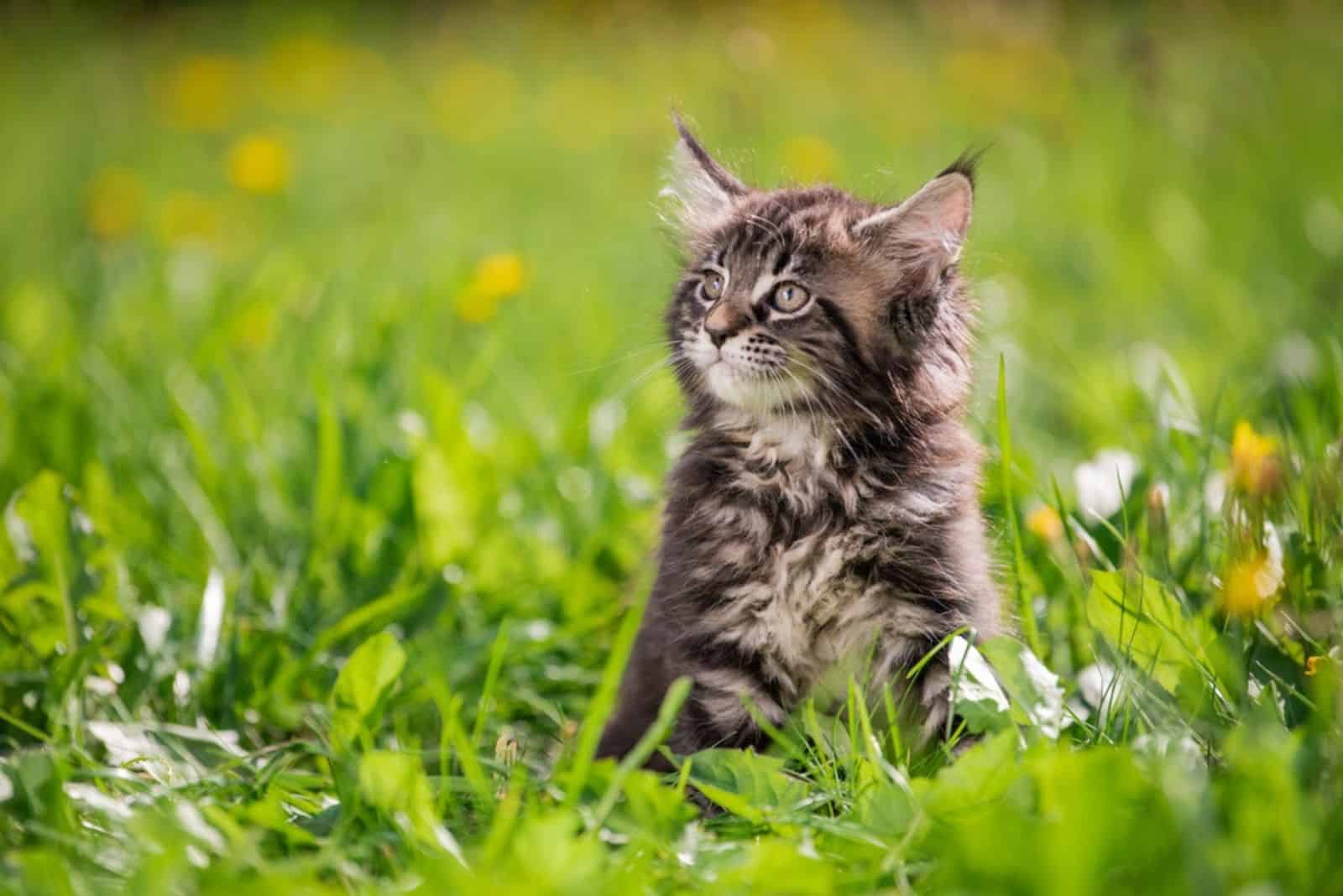 _Maine Coon kitten sitting in a green grass