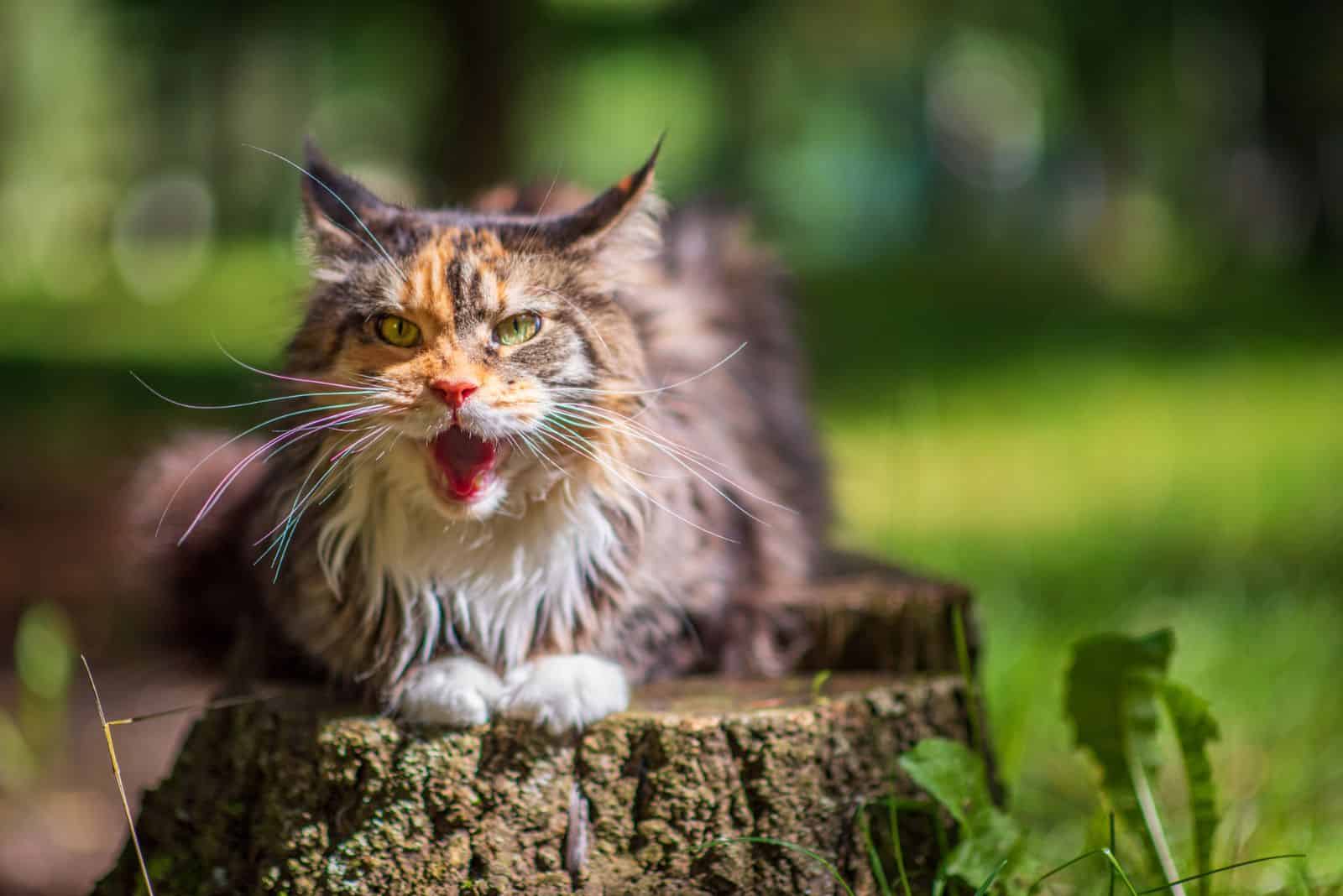 Maine Coon lies on a tree and meows