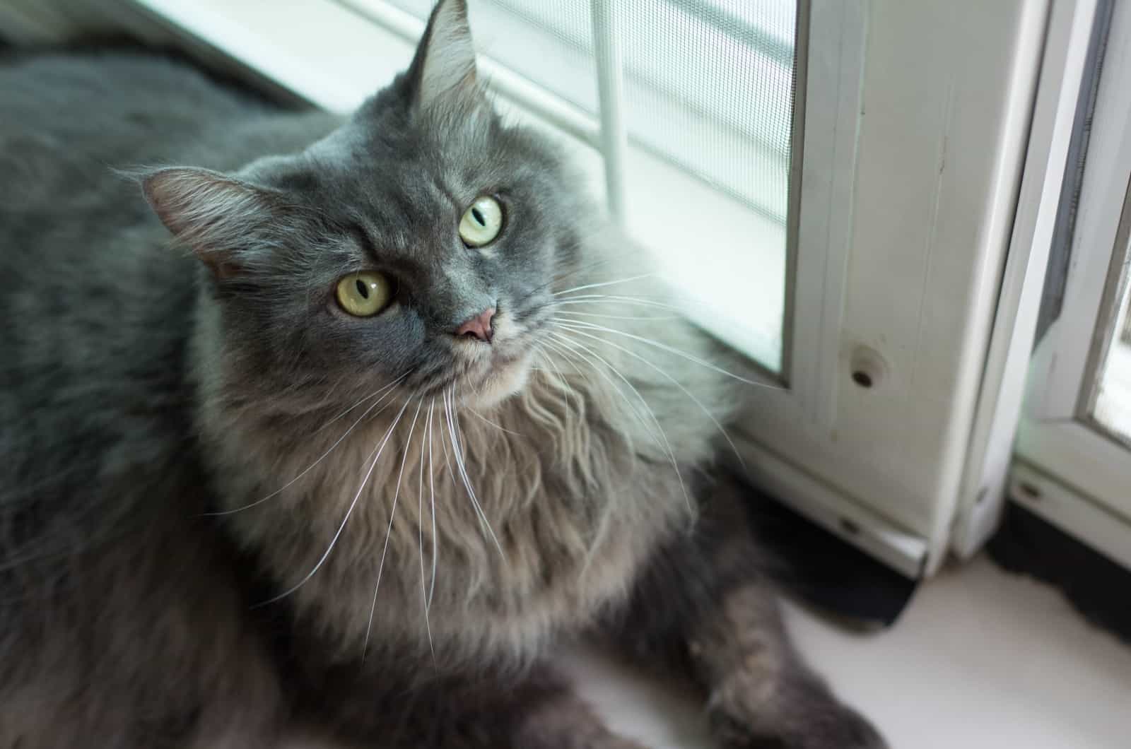 Maine Coon looking up