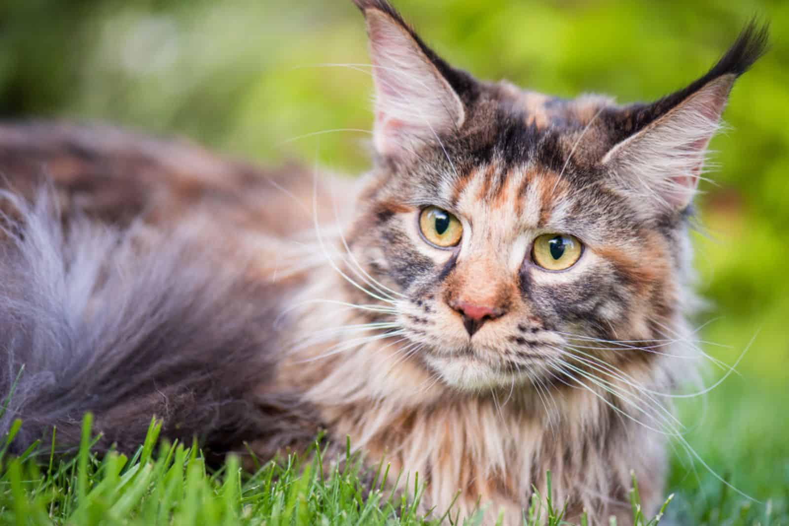 Maine Coon resting in the grass